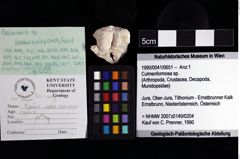 Foto (Objket + Etiketten) von Culmenformosa sp. 